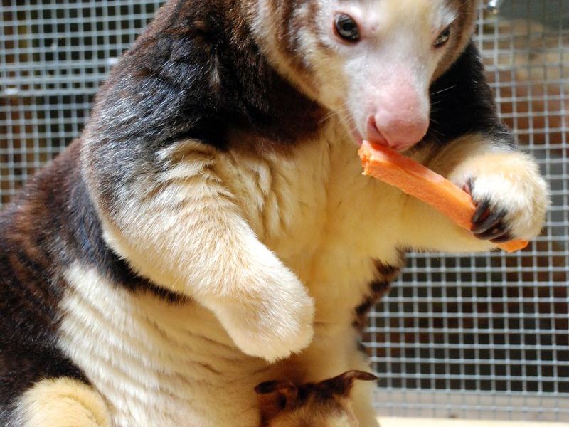 Study: What do Tree Kangaroos really like to eat?