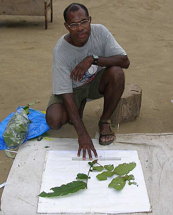Plants invest more in chemical defense at higher altitudes, PNG study finds