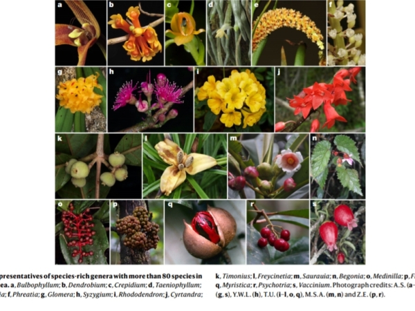 Historic New Guinea high plant diversity study also highlights need for more local botanists