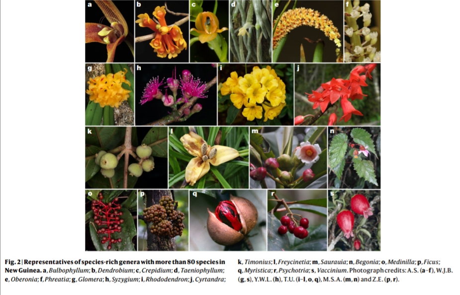 Historic New Guinea high plant diversity study also highlights need for more local botanists